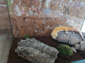 Terrarium dla gekona żółwia agamy