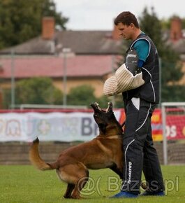 Owczarek belgijski malinois