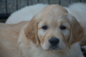 golden retriever - 1