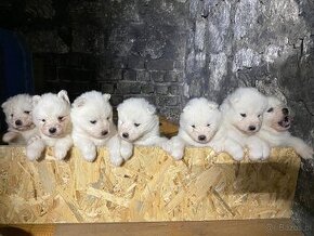 Szczeniaczki rasy samoyed samojed