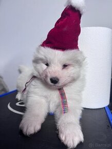 Szczeniaczki rasy samoyed samojed