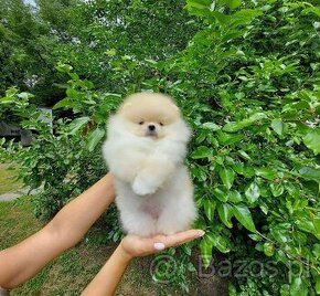 Piękne szczenięta pomeranian płci męskiej i żeńskiej