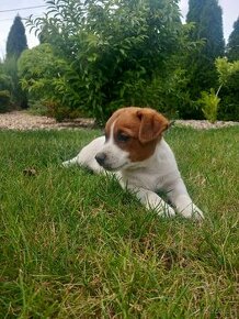 Jack Russell terrier