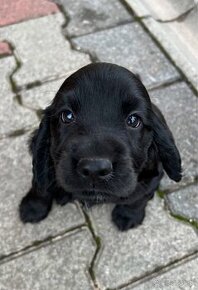 Piękny piesek rasy cocker spaniel angielski