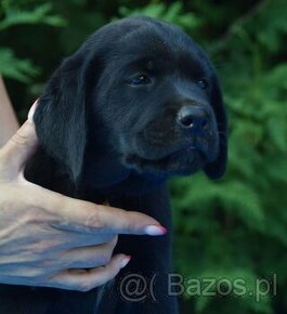 Labrador retriever čierny