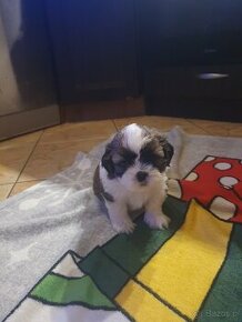 Shih tzu TRICOLOR