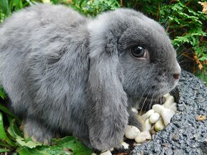 Cudowne samiczki mini lop niebieskie - 1