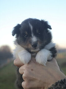 Owczarek szetlandzki sheltie piesek tricolor ZKwP/FCI