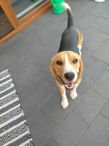 Suczka Beagle - 1