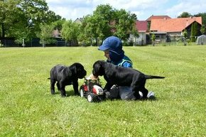 Cane Corso szczenięta FCI pedigree