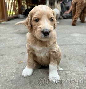 Owczarek i Pudel w jednym Aussiedoodle - 1