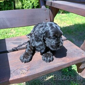 Cocer Spaniel Angielski