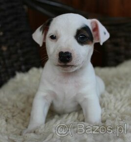 Jack Russell Terrier piesek