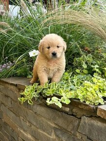 Szczenięta Golden Retriver - 1