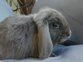 Samiczka niebieska mini lop