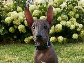 Nagi pies- Peruvian hairless