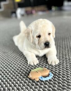 Piękny, rasowy szczeniak Labrador Retriever z rodowodem FCI - 1