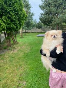 Beautiful Cream Female Pomeranian FCI - 1