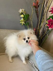 Beautiful Female Pomeranian FCI - 1