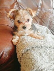 Sprzedam Yorkshire terrier