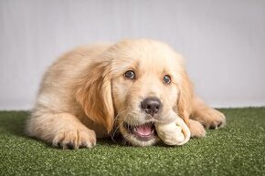 Szczenięta Golden Retriever płci męskiej i żeńskiej na Boże