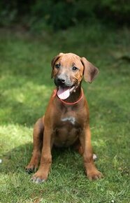 rhodesian ridgeback suczka - 1