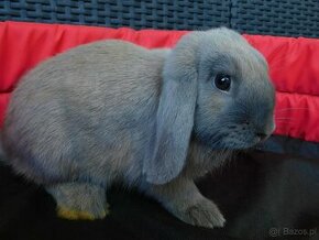 Samczyk beżowy mini lop - 1