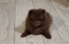 Szpic pomeranian