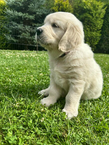 Szczeniak Golden Retriver po Championie FCI ZKwP