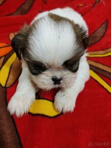 Suczka mieszanka (pekinczyk-shih tzu ) - 1