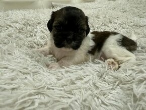 Shih tzu szukają domku - 1