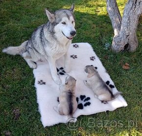 Alaskan malamute