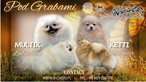 Pomeranian ##  suczka i piesek ##