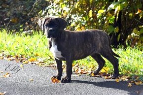 Cane Corso szczenięta FCI pedigree