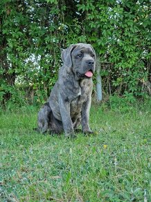 Cane Corso Italiano Puppies (FCI) - 20