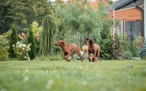 Piękne Rhodesian ridgeback - 20