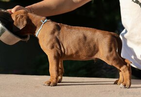 rhodesian ridgeback samiec - 2