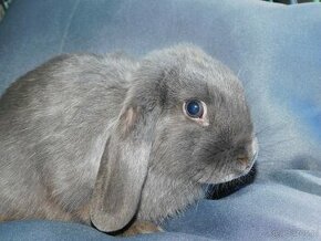 Niebieskie baranki mini lop - 2