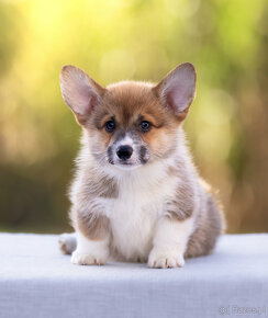 Welsh corgi pembroke - 2