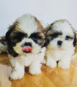 Shih tzu - 2