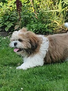 Shih tzu piesek - 2