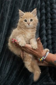 Rudy Kocur Maine coon - 2