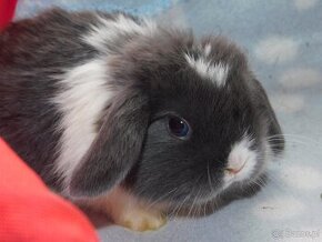 Niebieskie baranki mini lop - 2