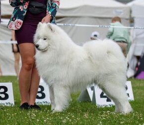 Szczenięta samoyed / samojed rasowe FCI ZKWP - 2