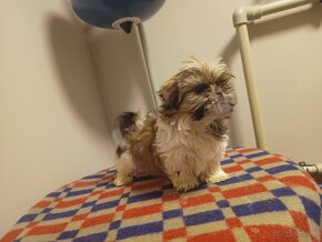 Sprzedam shih tzu pies - 2