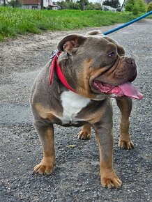 American Bully - 2