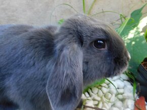 Cudowne baranki mini lop - 2