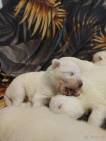 Sprzedam Samojed Samoyed szczeniaki 2024 - 2