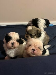 Shih tzu - 2