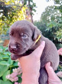 Labrador Czekoladowy Szczenieta - 2